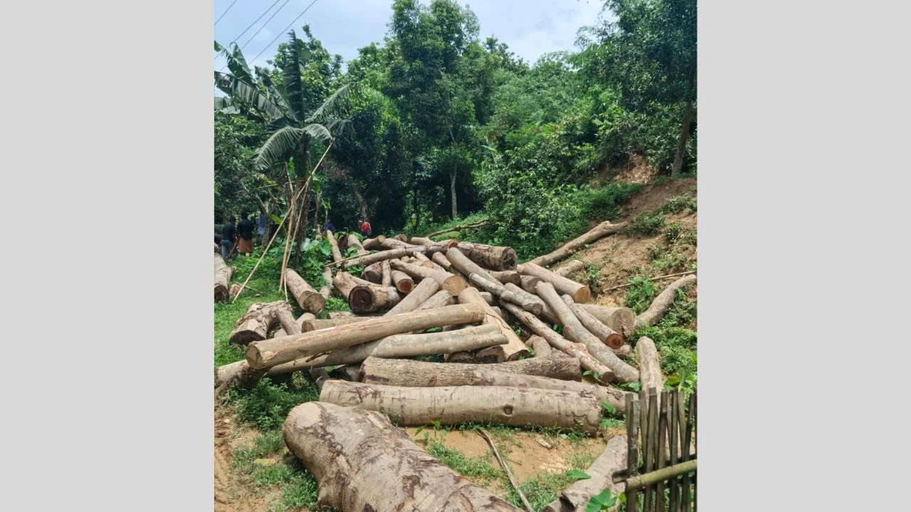 বড়লেখার সাবাজপুর চা-বাগানের গাছ কেটে বিক্রির অভিযোগ